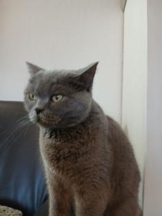 Britisch Kurz Haar Kater 3 Monate