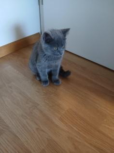 Britisch Kurz Haar Kater 3 Monate
