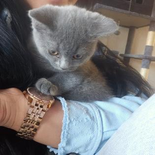 Britisch Kurz Haar Kater 3 Monate