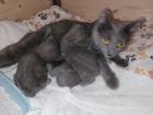 Chartreux die echte Kartäuser Kitten zu verkaufen