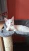 Weißes Kitten Mix Türkisch Van und Bengal