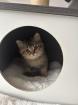 Liebevoller BKH-Kater 10 Wochen alt geimpft stubenrein
